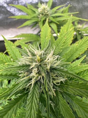 Growreport Bild 11