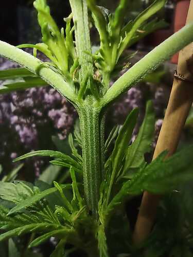 WhatsApp Bild 2025-06-25 um 18.02.33_b60da993