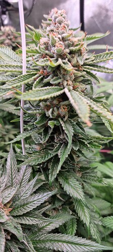 Growreport Bild 14
