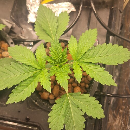 Eine junge Cannabispflanze mit mehreren Blättern in einem Topf mit Blähton.