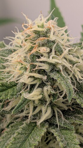 Growreport Bild 43