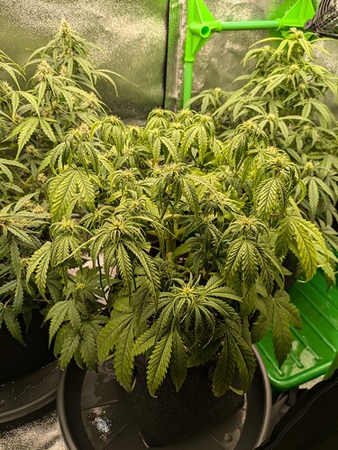 Growreport Bild 17