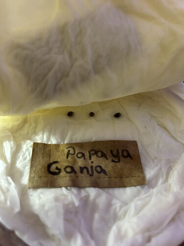 Einige Cannabis-Samen liegen auf feuchtem Papiertuch, daneben ein handgeschriebener Zettel mit der Aufschrift "Papaya Ganja".