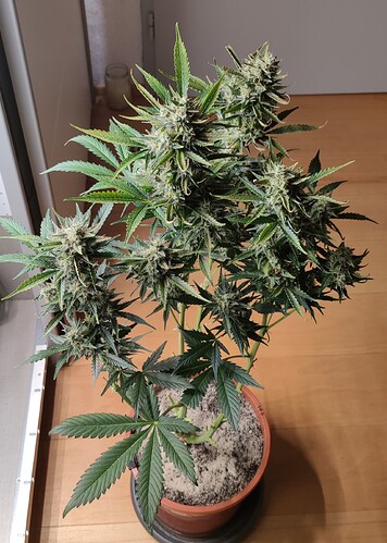 Growreport Bild 15