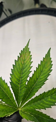 Growreport Bild 17