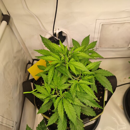 Growreport Bild 6