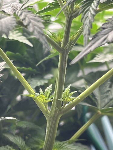 Growreport Bild 5