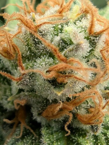 Growreport Bild 4