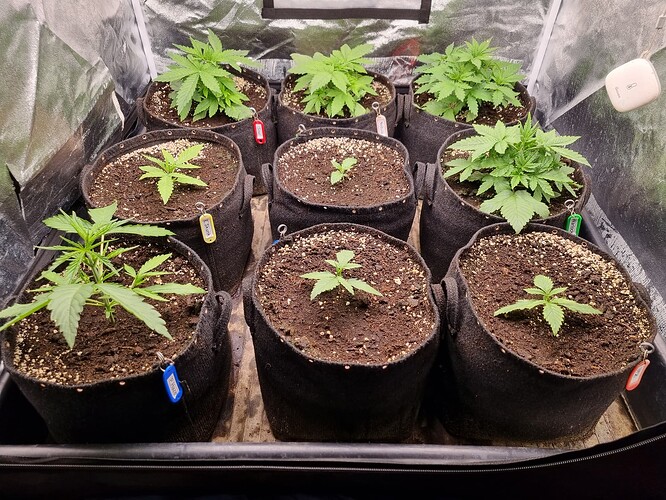 Mehrere Cannabis-Pflanzen in verschiedenen Wachstumsstadien in schwarzen Stofftöpfen in einer Growbox.