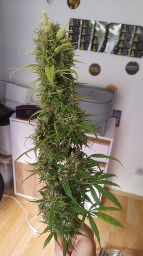 Growreport Bild 26