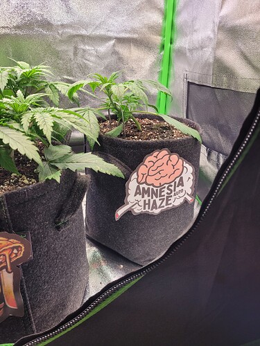 Growreport Bild 16