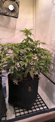 Growreport Bild 2