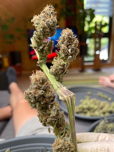 Growreport Bild 5