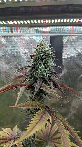 Eine blühende Cannabispflanze mit dichten Blütenständen und dunkelroten bis gelben Blättern, beleuchtet von einer LED-Pflanzenlampe.