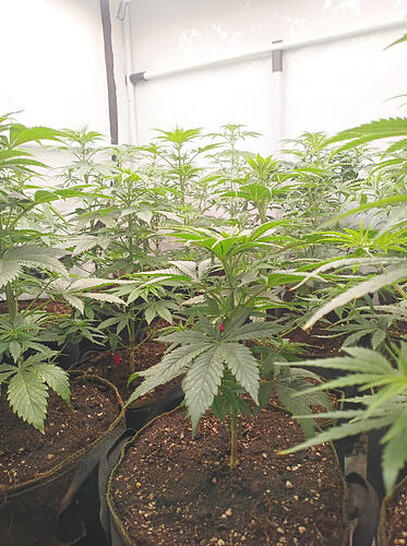 Growreport Bild 4