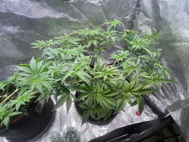 Growreport Bild 3