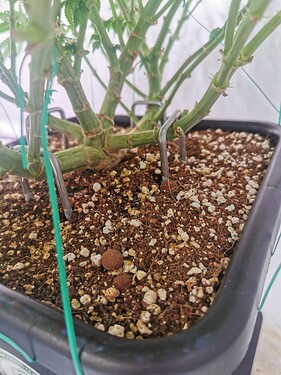 Growreport Bild 8