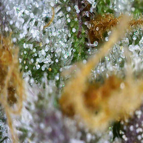 Growreport Bild 4