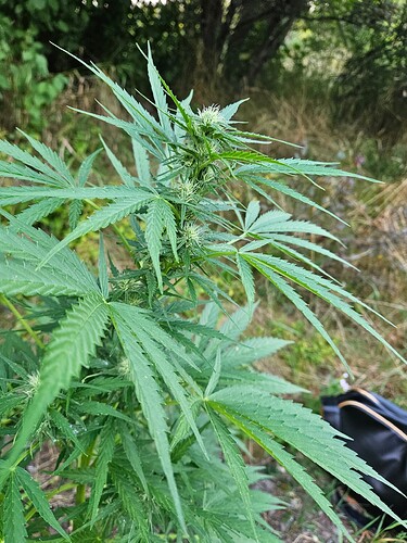 Growreport Bild 6