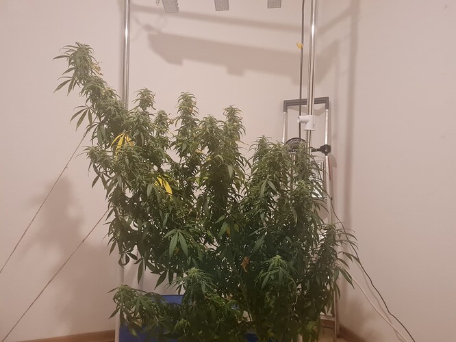 17312333366346658402986789308729