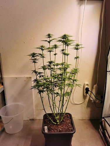 Growreport Bild 1