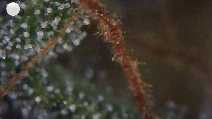 Growreport Bild 9