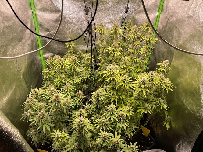 Growreport Bild 1