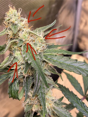 Growreport Bild 9