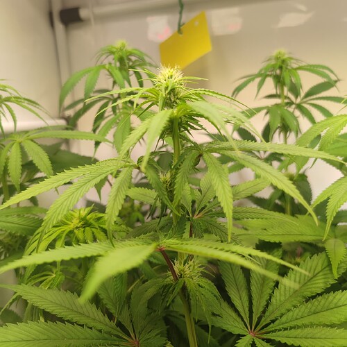 Growreport Bild 18
