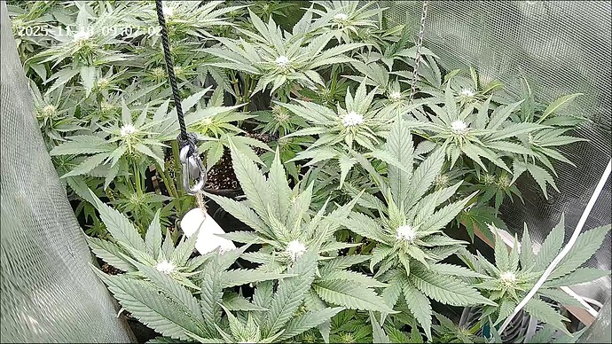Growreport Bild 3