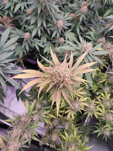 Growreport Bild 53