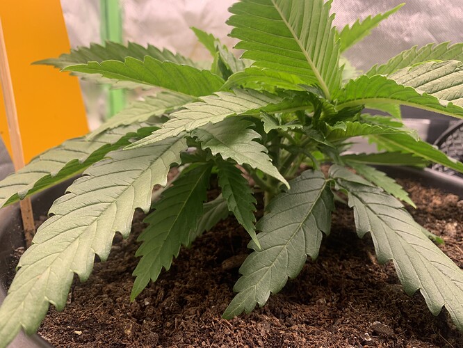 Growreport Bild 7