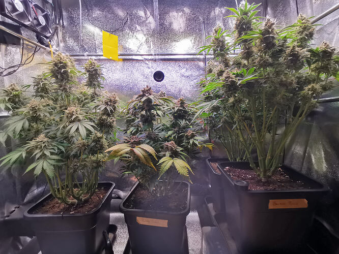 Growreport Bild 19