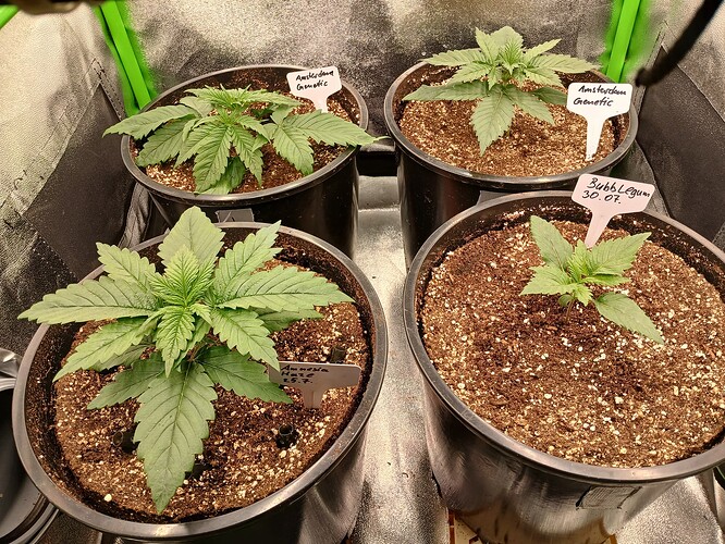 Growreport Bild 5