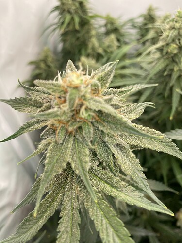 Growreport Bild 3
