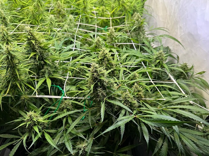 Growreport Bild 8
