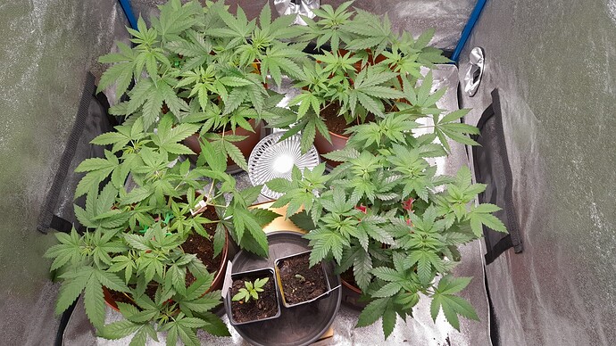 Growreport Bild 7