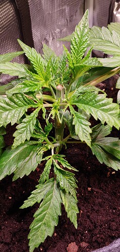 Growreport Bild 1