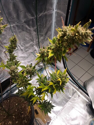 Growreport Bild 12