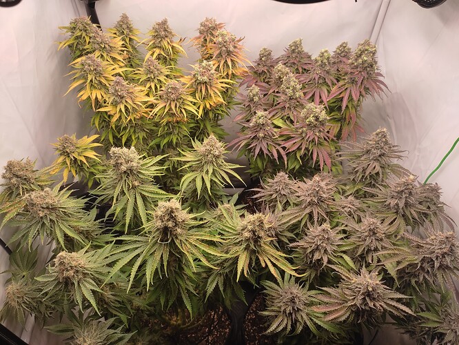 Growreport Bild 9