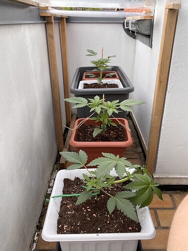 Growreport Bild 52