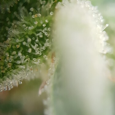 Growreport Bild 1
