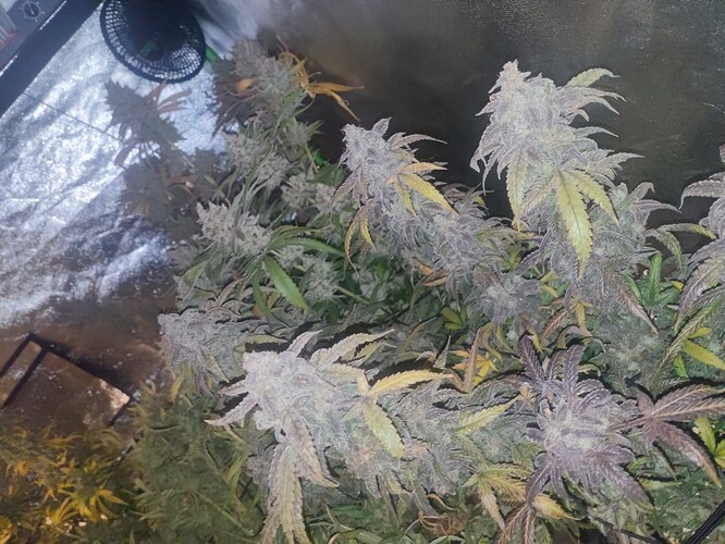 Growreport Bild 27