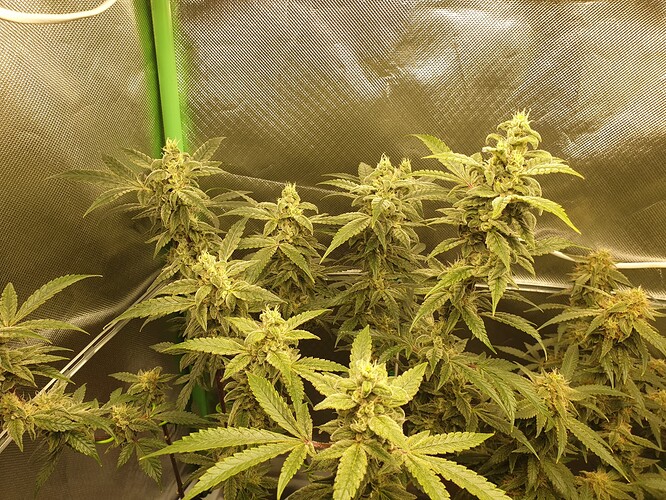 Growreport Bild 7