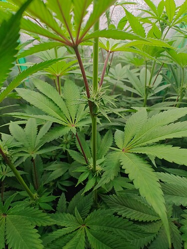 Growreport Bild 3