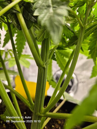 Growreport Bild 34