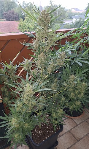 Growreport Bild 5