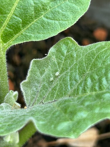 Growreport Bild 29