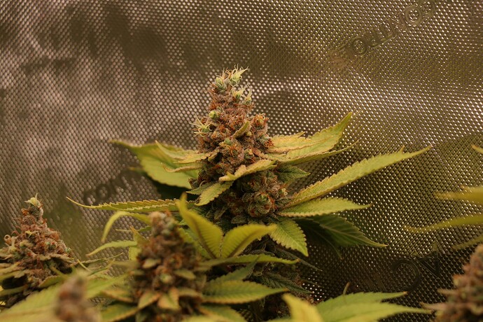 Growreport Bild 40