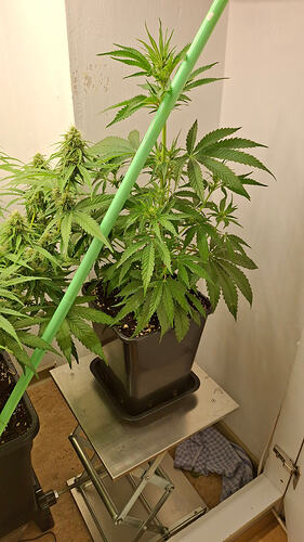 Growreport Bild 287